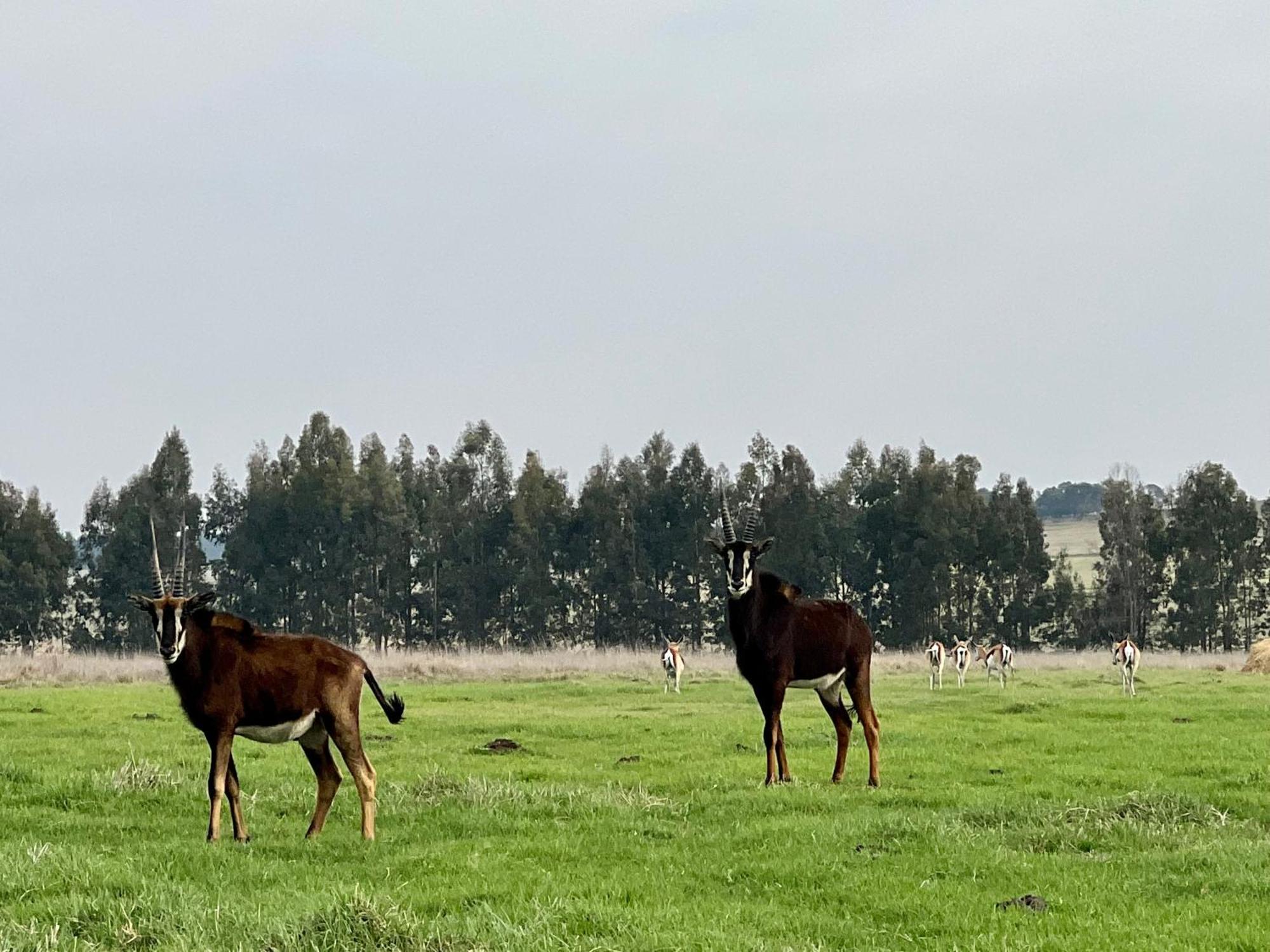 Merino Stal Guest Farm エルメロ エクステリア 写真