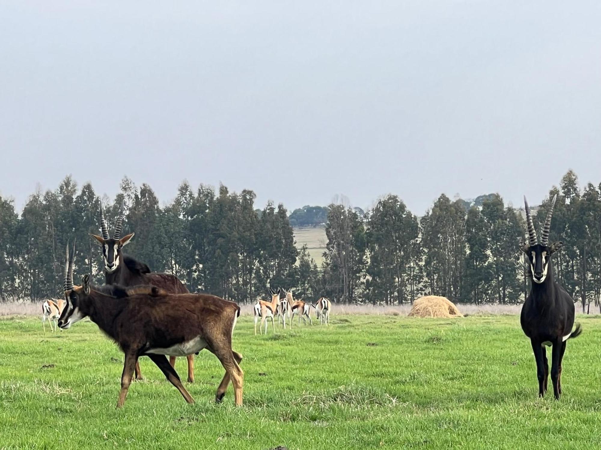 Merino Stal Guest Farm エルメロ エクステリア 写真